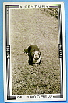 This original photograph is from the 1933 Century Of Progress (Chicago World's Fair) which was held in Chicago. It is in excellent condition and the front features the "A Dog Running" with a...
