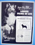 This fine vintage advertisement from 1954 for Gaines Dog Food is in very good condition. It measures approx. 8 3/4 x 11 3/4 and is suitable for framing. This vintage magazine ad depicts dog like lassi...