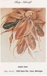 VINTAGE~<BR>MARY ASHCROFT~<BR>INDIAN CORN~<BR>GREAT COLOR STUDY<BR><BR>COLOR STUDY<BR>4 PAGE FOLDER<BR> WITH LINE DRAWINGS AND INSTRUCTIONS<BR><BR>DESIGNS FIT<BR>AN OBLONG PLATTER<BR>PITCHER<BR>CHOP P...