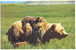Description:-Grizzley Bear and Cub<BR>Item Specifics: Postcard<BR>Postcard Type:- Modern Chrome Postcard (ca. 1939- Present)	<BR>Card Dated: -Non-Posted <BR>Postmarked at: <BR>View Location:  <BR>Capt...