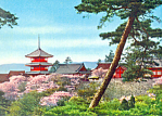 Description:Cherry Blossoms in Japan<BR>Item Specifics:  Postcard<BR>Postcard Type:-Modern Chrome Postcard (ca. 1939- Present)<BR>Card Dated:  -Non-Posted<BR>Postmarked at:  <BR>View Location: - Japan...