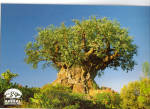 Description:-Tree of Life Disney's Animal Kingdom<BR>Postcard Type:-Modern Chrome Postcard (ca. 1939- Present)<BR>Card Dated: Non Posted <BR>Postmarked -<BR>View Location:-Lake Buena Vista, Florida<BR...