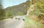 Description:  Mother Bear and Cubs in Great Smoky Mountains National Park<BR>Item Specifics:  Postcard.<BR>Postcard. Type:-Modern Chrome Postcard (ca. 1939- Present)<BR>Card Dated: Non Posted<BR>Postm...