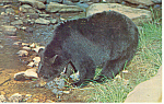 Description: Black Bear<BR>Item Specifics: Postcard.<BR>Postcard Type: Modern Chrome Postcard (ca. 1939- Present)		<BR>Card Dated:  PM 1965<BR>Postmarked at: Coudersort, Pennsylvania<BR>View Location:...