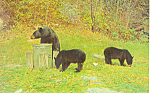 Description:  Three Black Bears<BR>Item Specifics: Postcard.<BR>Postcard Type: -Modern Chrome Postcard (ca. 1939- Present)<BR>Card Dated: Non-Posted<BR>Postmarked at: <BR>View Location: <BR>View Subje...