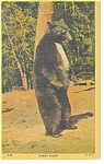 Description:Bear at Yosemite National Park <BR>Item Specifics: Postcard<BR>Postcard Type:-Linen Postcard (ca.1930-1945)<BR>Card Dated:  -PM 1952<BR>Postmarked at:  Modesto, California<BR>View Location...