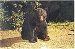 Description: Native Black Bear Great Smoky Park<BR>Item Specifics: Postcard<BR>Postcard Type:-Modern Chrome Postcard (ca. 1939- Present)<BR>Card Dated: Non-Posted<BR>Postmarked at:  <BR>View Location:...