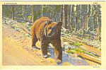 Description: Walking Bear<BR>Item Specifics: Postcard<BR>Postcard Type:-Linen Postcard (ca.1930-1945)Card Dated:  -PM 1939<BR>Postmarked at: Location in Pennsylvania not legible<BR>View Location: <BR>...