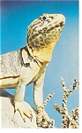 Description: Collared Lizard, Chicago Museum<BR>Item Specifics:  Postcard.<BR>Postcard Type: Modern Chrome Postcard (ca. 1939- Present)		<BR>Card Dated: Non-Posted<BR>Postmarked at: --<BR>View Locatio...