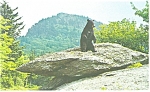 Description: Mildred The Black Bear ,Grandfather Mt <BR>Item Specifics: Postcard <BR>Postcard Type: Modern Chrome Postcard (ca. 1939- Present)<BR>Card Dated: Non-Posted<BR>Postmarked at:  <BR>View Loc...