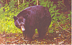Description: Black Bear<BR>Item Specifics: Postcard<BR>Postcard Type:-Modern Chrome Postcard (ca. 1939- Present)<BR>Card Dated: Non-Posted<BR>Postmarked at:  <BR>View Location: <BR>View Caption: Black...