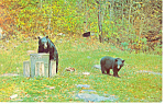 Description: Black Bears Having Lunch <BR>Item Specifics: Postcard<BR>Postcard Type:-Modern Chrome Postcard (ca. 1939- Present)<BR>Card Dated: Non-Posted<BR>Postmarked at:  <BR>View Location: <BR>View...