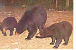 Description:Mother Bear and Cubs <BR>Item Specifics: Postcard<BR>Postcard Type:-Modern Chrome Postcard (ca. 1939- Present)<BR>Card Dated: Non-Posted<BR>Postmarked at:  <BR>View Location: <BR>View Capt...