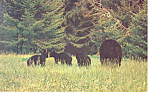 Description:Mother Bear and Triplets <BR>Item Specifics: Postcard<BR>Postcard Type:-Modern Chrome Postcard (ca. 1939- Present)<BR>Card Dated: Non-Posted<BR>Postmarked at:  <BR>View Location: Maine<BR>...