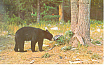 Description:Black Bear in a forest <BR>Item Specifics:  Postcard<BR>Postcard Type:-Modern Chrome Postcard (ca. 1939- Present)<BR>Card Dated:  -PM 1975<BR>Postmarked at: Jonesboro, Maine<BR>View Locati...
