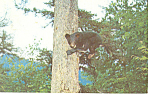 Description: Black Bear Cub in a Tree<BR>Item Specifics: Postcard<BR>Postcard Type:-Modern Chrome Postcard (ca. 1939- Present)<BR>Card Dated:  PM 1962<BR>Postmarked at: Long Lake, New York<BR>View Loc...