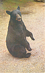 Description:Black Bear Strikes a Pose<BR>Item Specifics: Postcard<BR>Postcard Type:-Modern Chrome Postcard (ca. 1939- Present)<BR>Card Dated: Non-Posted<BR>Postmarked at:  <BR>View Location:  <BR>View...