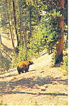 Description: Black Bear In New England<BR>Item Specifics: Postcard<BR>Postcard Type:-Modern Chrome Postcard (ca. 1939- Present)<BR>Card Dated: Non-Posted<BR>Postmarked at:  <BR>View Location:  <BR>Vie...