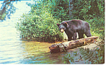 Description: Bear Looking For Lunch<BR>Item Specifics: Postcard<BR>Postcard Type:-Modern Chrome Postcard (ca. 1939- Present)<BR>Card Dated: Non-Posted<BR>Postmarked at:  <BR>View Location:  <BR>View C...
