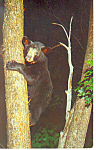 Description: Bear Cub in Tree  <BR>Item Specifics: Postcard<BR>Postcard Type:-Modern Chrome Postcard (ca. 1939- Present)<BR>Card Dated: Non-Posted<BR>Postmarked at:  <BR>View Location: <BR>View Captio...