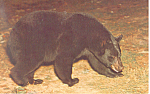 Description:Black Bear Looking For Food <BR>Item Specifics: Postcard<BR>Postcard Type:-Modern Chrome Postcard (ca. 1939- Present)<BR>Card Dated: Non-Posted<BR>Postmarked at:  -<BR>View Location: - <BR...