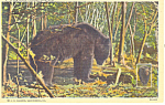 Description:A Big Black Pennsylvania Bear <BR>Item Specifics:  Postcard<BR>Postcard Type:-Linen Postcard (ca.1930-1945)<BR>Card Dated:  -Non-Posted<BR>Postmarked at:  -<BR>View Location: - Pennsylvani...