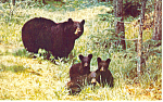 Description: Black Bear and Cubs<BR>Item Specifics:  Postcard<BR>Postcard Type:-Modern Chrome Postcard (ca. 1939- Present)<BR>Card Dated:  Non-Posted<BR>Postmarked at: <BR>View Location: Great Smoky M...