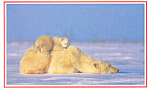 Description:-Polar Bear with Her Cubs <BR>Item Specifics: Postcard<BR>Postcard Type: Modern Chrome Postcard (ca. 1939- Present)	<BR>Card Dated: Non-Posted dated 1999<BR>Postmarked at: <BR>View Locatio...