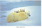 Description:-Polar Bear with Her Cubs <BR>Item Specifics:  Postcard<BR>Postcard Type:- Modern Chrome Postcard (ca. 1939- Present)	<BR>Card Dated: -Non-Posted <BR>Postmarked at: -<BR>View Location:  <B...