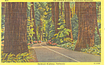Description: Avenue of Giants, California Redwoods <BR>Item Specifics:  Postcard<BR>Postcard Type:-Linen Postcard (ca.1930-1945)		<BR>Card Dated:  -Non-Posted<BR>Postmarked at: -<BR>View Location: -Re...