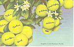Description: Grapefruit and Blossoms <BR>Item Specifics:  Postcard<BR>Postcard Type: -Linen Postcard (ca.1930-1945)<BR>Card Dated: -PM 1950<BR>Postmarked at: --Sarasota, Florida<BR>View Location: -<BR...