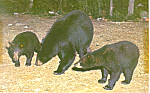 Description: Mother Bears and Cubs<BR>Item Specifics: Postcard.<BR>Postcard Type: Modern Chrome Postcard (ca. 1939- Present)	<BR>Card Dated: Non-Posted<BR>Postmarked at: <BR>View Location:  <BR>View S...
