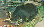 Description: A Black Bear<BR>Item Specifics: Postcard.<BR>Postcard Type: Modern Chrome Postcard (ca. 1939- Present)<BR>Card Dated: Non-Posted<BR>Postmarked at: <BR>View Location: Pennsylvania<BR>View ...