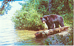 Description: A Yearling Black Bear<BR>Item Specifics: Postcard<BR>Postcard Type:-Modern Chrome Postcard (ca. 1939- Present)<BR>Card Dated: -PM 1962<BR>Postmarked at: Tupper lake, Nevada<BR>View Locati...