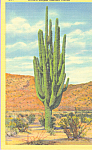 Description: -- World's Largest Sahuaro Cactus<BR>Item Specifics:  Postcard<BR>Postcard Type:-Linen Postcard (ca.1930-1945)<BR>Card Dated: -Non-Posted<BR>Postmarked at: -<BR>View Location:- Arizona<BR...