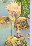 Description: A Flamingo Nesting in Florida<BR>Item Specifics:  Postcard.<BR>Postcard Type: -Linen Postcard (ca.1930-1945)<BR>Card Dated:  -Non-Posted <BR>Postmarked at: -<BR>View Location:  --Florida<...