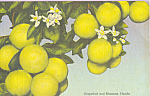 Description: Grapefruit and Blossoms , Florida<BR>Item Specifics:  Postcard.<BR>Postcard Type:  Linen Postcard (ca.1930-1945)<BR>Card Dated:  -Non-Posted <BR>Postmarked at: -<BR>View Location:  --Flor...
