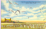 Description: Sea Gulls  on Daytona Beach, Florida<BR>Item Specifics:  Postcard.<BR>Postcard Type: -Linen Postcard (ca.1930-1945)<BR>Card Dated: --PM 1955<BR>Postmarked at: --Daytona Beach, Florida<BR>...