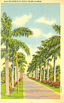 Description: Avenue of Royal Palms, Florida<BR>Item Specifics:  Postcard.<BR>Postcard Type: -Linen Postcard (ca.1930-1945)<BR>Card Dated: --PM 1941<BR>Postmarked at: --Miami, Florida<BR>View Location:...