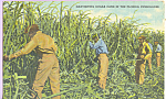 Description: Harvesting Sugar Cane Florida Everglades<BR>Item Specifics:  Postcard.<BR>Postcard Type: -Linen Postcard (ca.1930-1945)<BR>Card Dated: --PM date not legible<BR>Postmarked at: --Sarasota F...