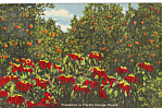 Description: Poinsttias in Florida Orange Grove<BR>Item Specifics:  Postcard.<BR>Postcard Type: -Linen Postcard (ca.1930-1945)<BR>Card Dated: --PM 1949<BR>Postmarked at: --Sarasota Florida<BR>View Loc...
