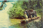 Description:-Yearling Black Bear<BR>Item Specifics:  Postcard.<BR>Postcard Type: -Modern Chrome Postcard (ca. 1939- Present)<BR>Card Dated: PM 1964<BR>Postmarked at: Swanton, Maryland<BR>View Location...
