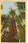 Description:The Founders Tree, Redwood Highway, California<BR>Item Specifics:  Postcard.<BR>Postcard Type: -Linen Postcard (ca.1930-1945)<BR>Card Dated: --PM ca 1948<BR>Postmarked at: --Grants Pass Or...