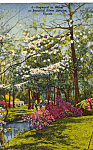 Description: Dogwoods in Bloom, Silver Springs, Florida<BR>Item Specifics:  Postcard.<BR>Postcard Type: -Linen Postcard (ca.1930-1945)<BR>Card Dated: -PM 1953<BR>Postmarked at: --Silver Springs, Flori...