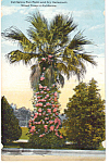 Description: Fan Palm and Ivy Geranium, California<BR>Item Specifics:  Postcard.<BR>Postcard Type: -Vintage Postcard				<BR>Card Dated: -Non-Posted<BR>Postmarked at: --<BR>View Location: - Street Tree...