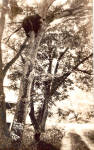 Description:-Black Bear in tree<BR>Item Specifics: Postcard.<BR>Postcard Type:-Modern Chrome Postcard (ca. 1939- Present)			<BR>Card Dated: --Non-Posted<BR>Postmarked at: -<BR>View Location: Pennsylva...