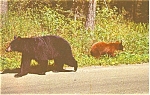 This post card , non-posted  is a view of a Mother Bear and Cubs. Card in good condition, . Find our other postcards on TIAS.com , look for Tymes Remembered. We do accept electronic payments through P...