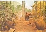 This modern chrome postcard  is of the Grizzley Bears of Northern Mexico at Chicago's Field  Museum of Natural History .Card is in good condition, non-posted. We do accept electronic payments through ...