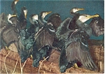 This item is a  chrome postcard with a view of Cormorants at Rest at night on River Nagara Japan .It is in good condition, non-posted. We do accept payments through PayPal.