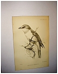 J. Smit Audubon Lithograph
